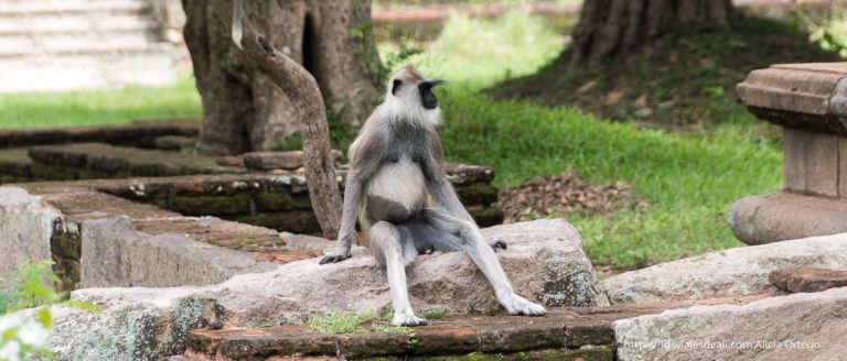 mono sentado como si fuera una persona curiosidades de sri lanka