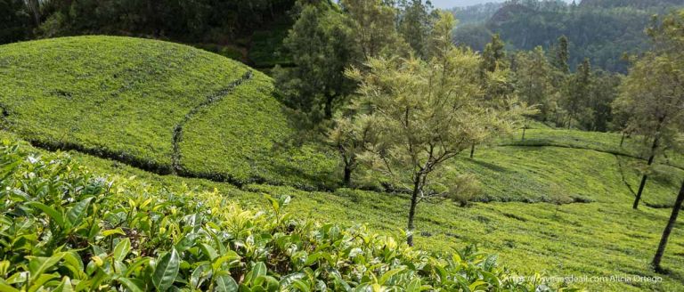 té de ceylan plantaciones en sri lanka
