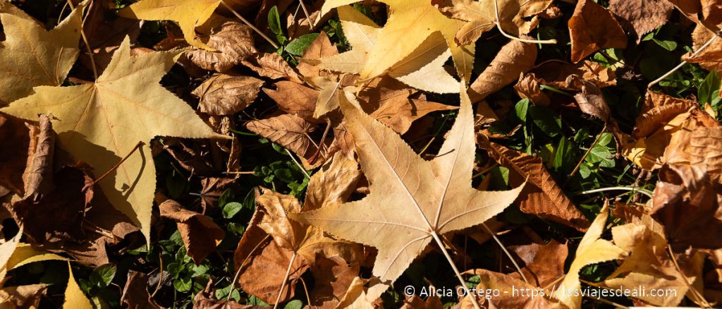 15 escapadas de otoño en España: perfectas para disfrutar de los colores de esta estación 19 escapadas de otoño