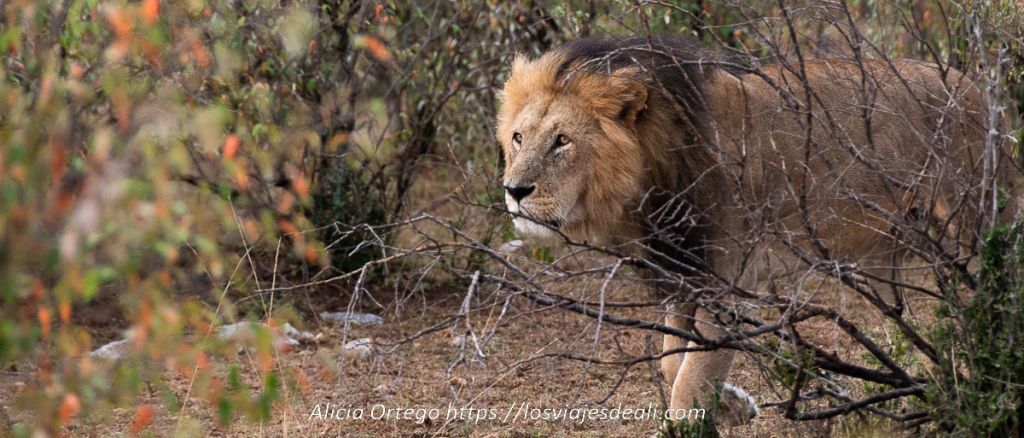 15 consejos para ir de Safari 9 consejos para ir de safari