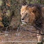 consejos para ir de safari