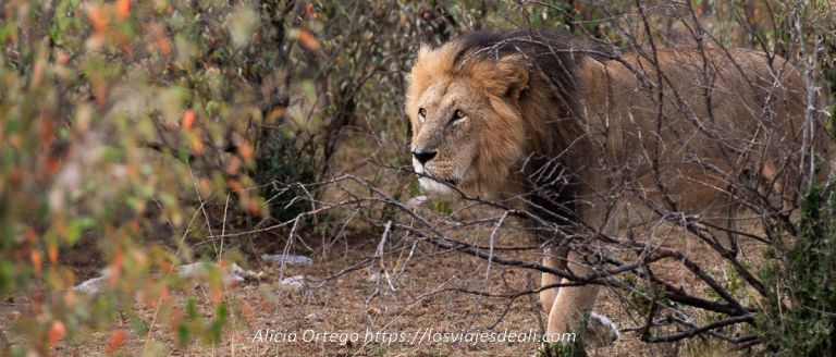 consejos para ir de safari