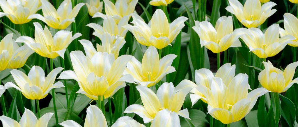 8 ideas para viajar en primavera en España y Europa 8 viajar en primavera foto de flores blancas y amarillas