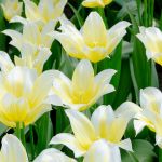 viajar en primavera foto de flores blancas y amarillas