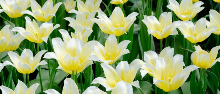 viajar en primavera foto de flores blancas y amarillas