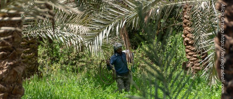 El oasis de Bahariya y las momias doradas, un rincón sorprendente de Egipto 9 oasis de bahariya