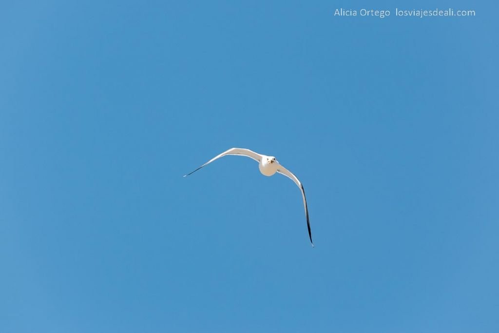 Un día en Ilha Deserta, el impresionante caribe portugués cerca de Faro (Algarve) 63 gaviota volando en el cielo azul
