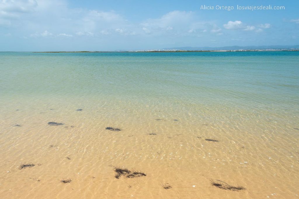 Un día en Ilha Deserta, el impresionante caribe portugués cerca de Faro (Algarve) 54 ria formosa en la ilha deserta algarve