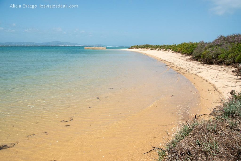 Un día en Ilha Deserta, el impresionante caribe portugués cerca de Faro (Algarve) 64 playa de la orilla norte de ilha deserta