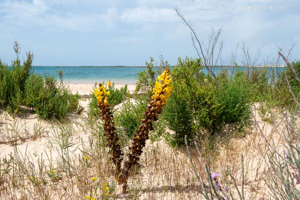 Un día en Ilha Deserta, el impresionante caribe portugués cerca de Faro (Algarve) 65 flor amarilla creciendo en la playa