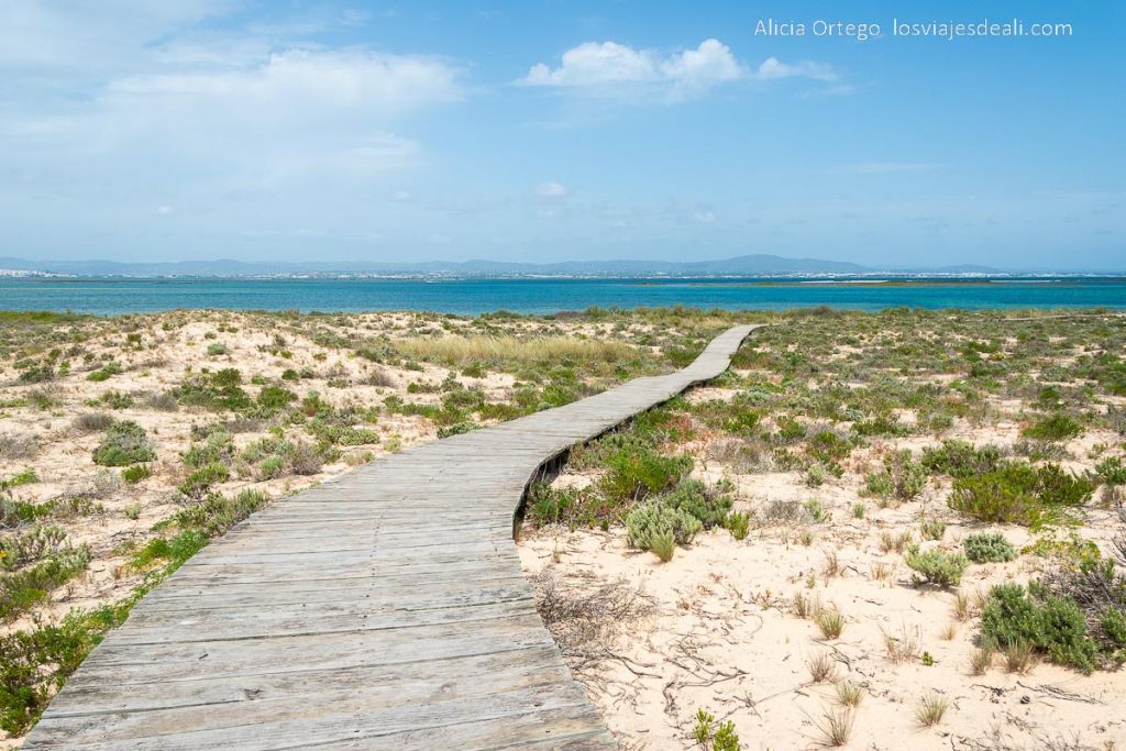 Un día en Ilha Deserta, el impresionante caribe portugués cerca de Faro (Algarve) 59 ruta de 3 kilómetros por ilha deserta