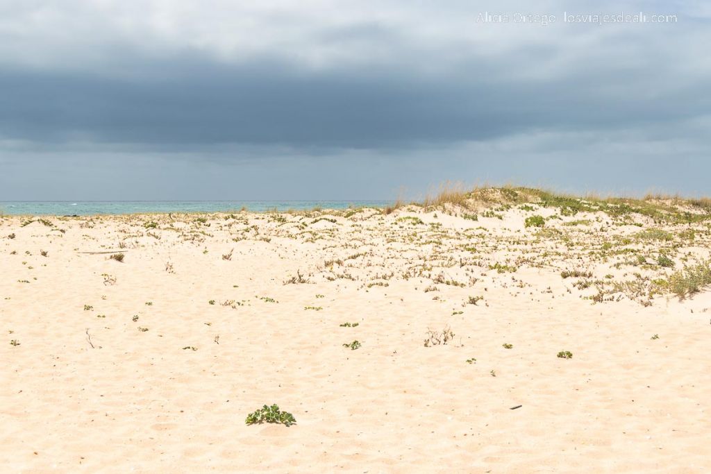 Un día en Ilha Deserta, el impresionante caribe portugués cerca de Faro (Algarve) 66 dunas en la playa de ilha deserta