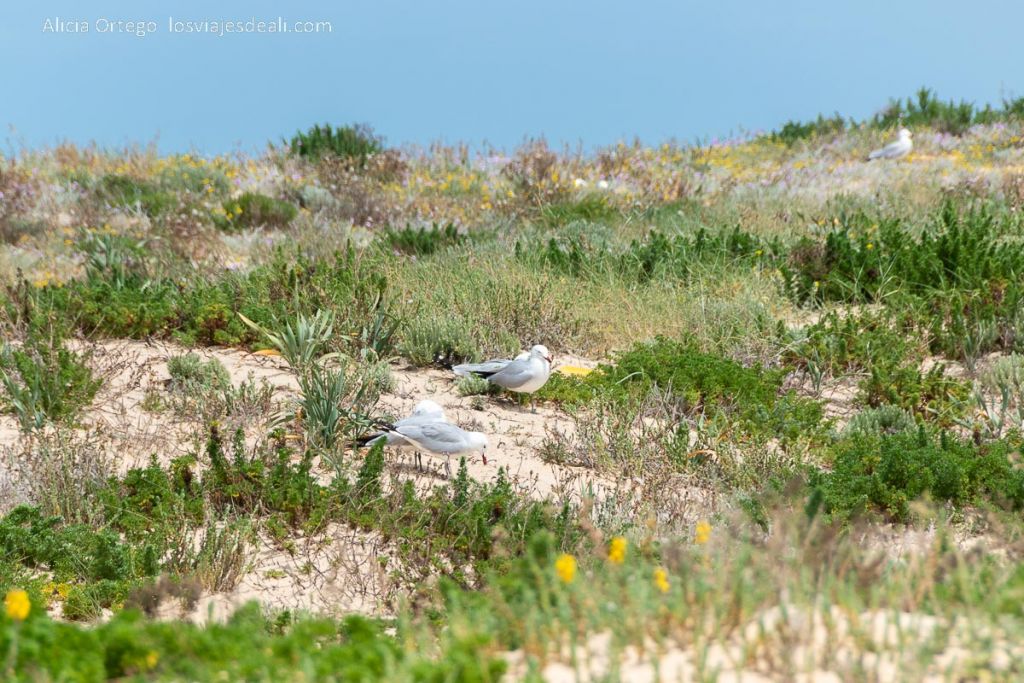 Un día en Ilha Deserta, el impresionante caribe portugués cerca de Faro (Algarve) 61 gaviotas anidando en ilha deserta