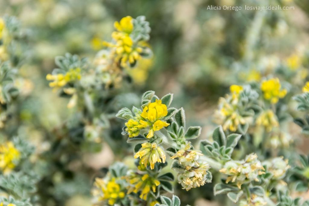 Un día en Ilha Deserta, el impresionante caribe portugués cerca de Faro (Algarve) 60 planta con flor llamada “Algodoncillo” u Othantus Maritimus