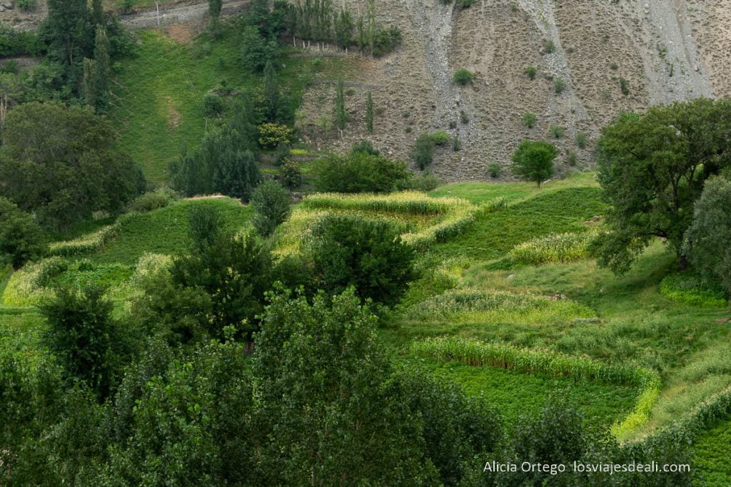 cultivos en el valle de astore