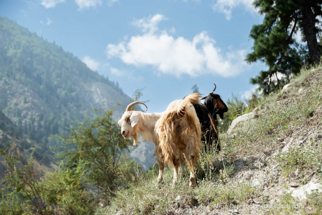 Fairy Meadows, el balcón del Nanga Parbat (Pakistán) 53 cabras en el camino