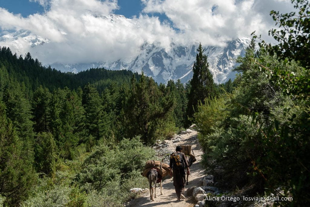 Fairy Meadows, el balcón del Nanga Parbat (Pakistán) 50 Subiendo hacia Fairy Meadows