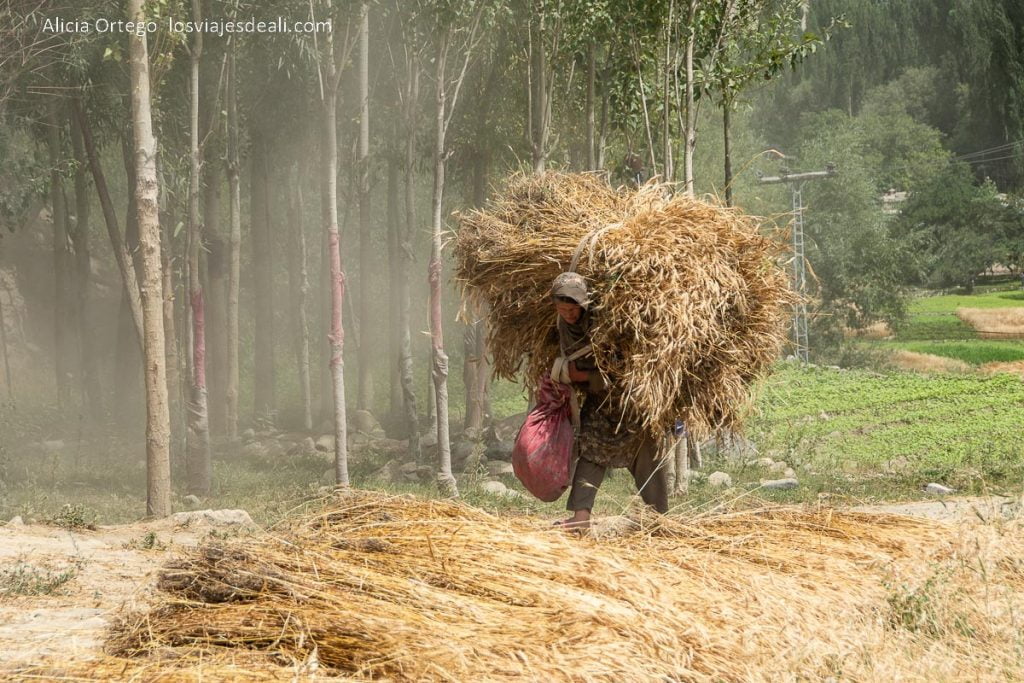 21 días en el Norte de Pakistán: imágenes y sensaciones de un viaje increíble 85 mujer cargando con fajo enorme de gavillas de trigo