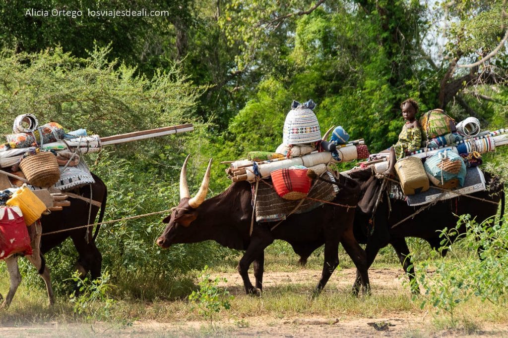 Festival Gerewol de Chad, una aventura inolvidable 86 caravana de nómadas wodaabe en el bosque
