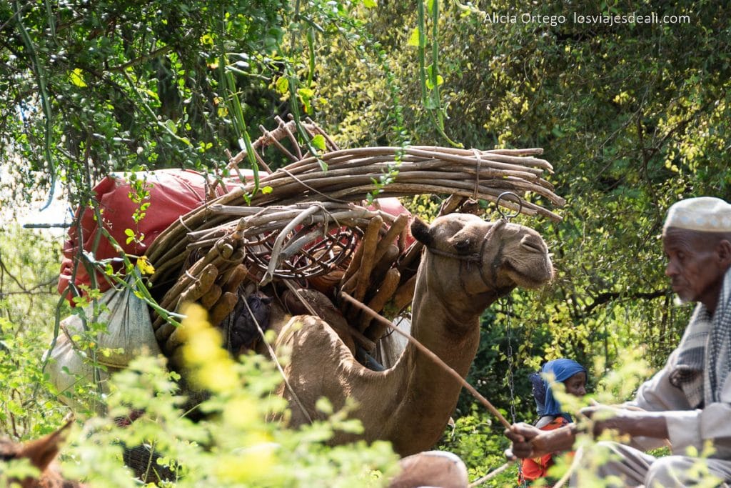 Festival Gerewol de Chad, una aventura inolvidable 129 camello cargado con casas nómadas en chad