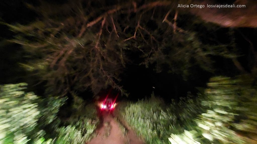 Festival Gerewol de Chad, una aventura inolvidable 91 ruta por la noche entre la vegetación