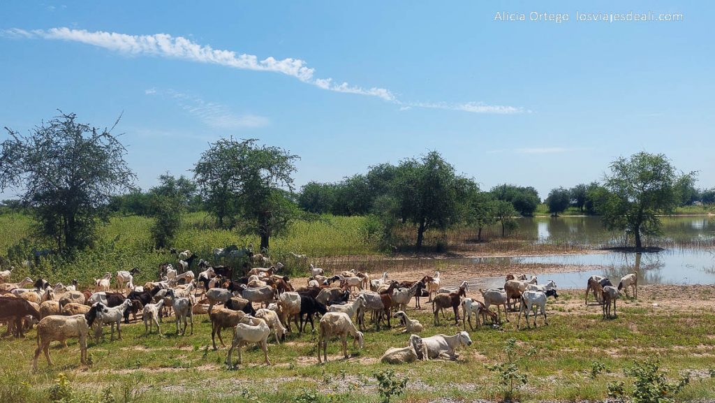 Festival Gerewol de Chad, una aventura inolvidable 85 campo inundado en chad con rebaño de ovejas