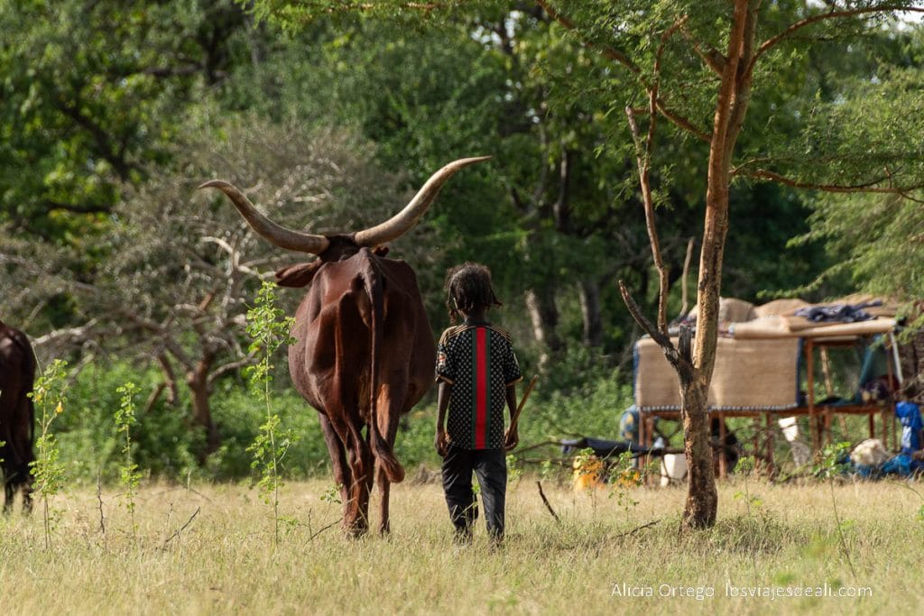 Festival Gerewol de Chad, una aventura inolvidable 87 niño con su vaca de grandes cuernos en campamento wodaabe
