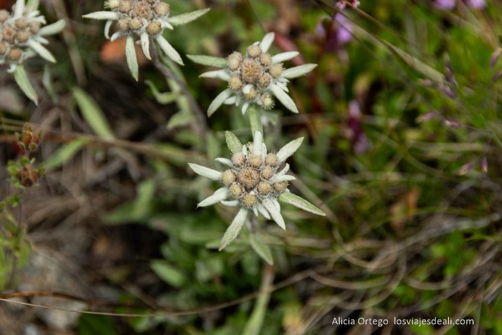 Qué ver en el Parque Nacional de Deosai, "la tierra de los gigantes" del norte de Pakistán 58 flor edelweiss