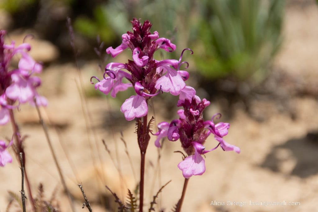 Qué ver en el Parque Nacional de Deosai, "la tierra de los gigantes" del norte de Pakistán 59 flores de color rosa tipo orquídea