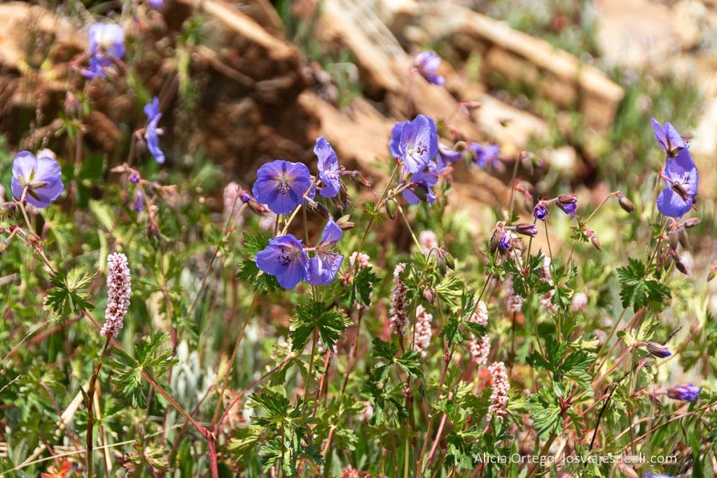 Qué ver en el Parque Nacional de Deosai, "la tierra de los gigantes" del norte de Pakistán 57 flores de color malva