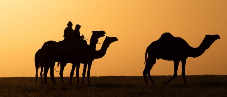 ganas de viajar caravana de camellos al atardecer