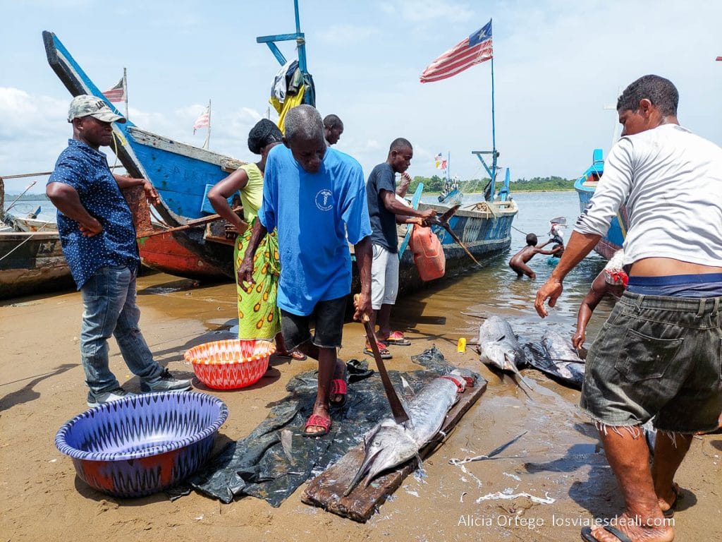 preparando un pez espada para cortarlo