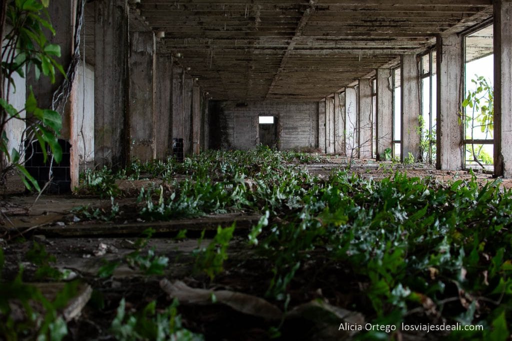 pasillo en ruinas lleno de vegetación en hotel ducor