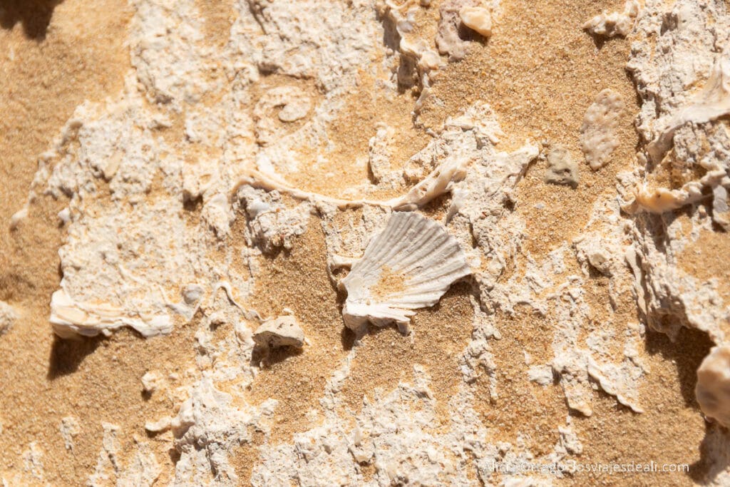 Guía del Oasis de Siwa: Antigüedad, Cultura y Naturaleza en un rincón único de Egipto 73 fósiles en el desierto