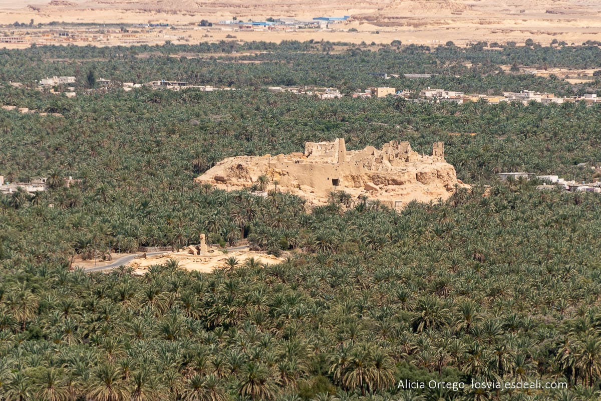 Guía del Oasis de Siwa: Antigüedad, Cultura y Naturaleza en un rincón único de Egipto 49 templo de amón rodeado de palmeras en el oasis de siwa