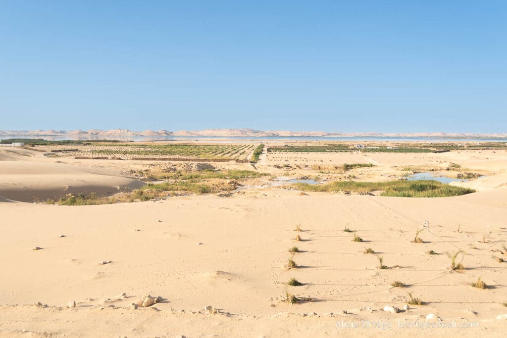 Guía del Oasis de Siwa: Antigüedad, Cultura y Naturaleza en un rincón único de Egipto 71 desierto de siwa