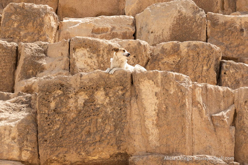 Guía para visitar las Pirámides de Giza: un viaje al corazón del Antiguo Egipto 42 bloques de piedra de una de las pirámides de giza con un perro subido a ellos