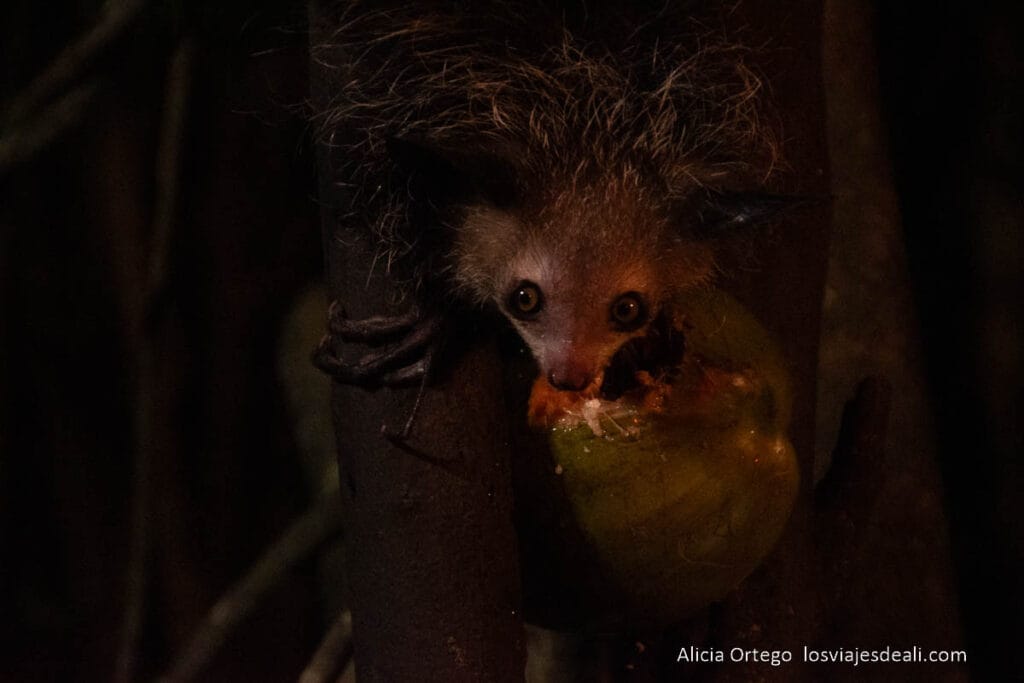 17 sitios fabulosos que ver en Madagascar, de la costa este a la oeste 44 lemur aye aye comiendo un coco