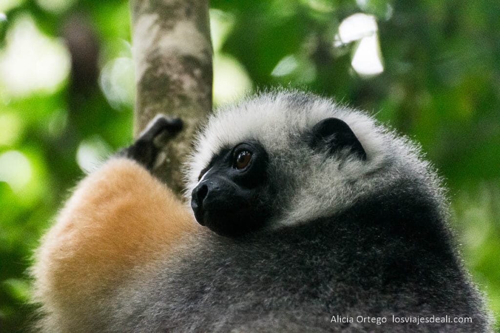 17 sitios fabulosos que ver en Madagascar, de la costa este a la oeste 39 lémur en reserva analamazoatra
