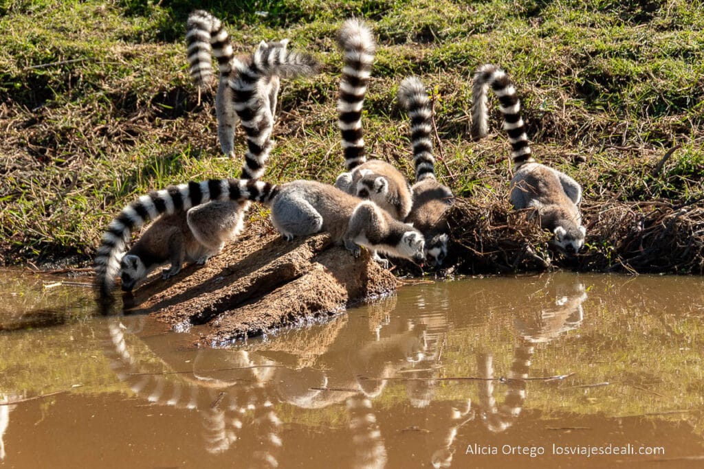 17 sitios fabulosos que ver en Madagascar, de la costa este a la oeste 51 lemures catta en la reserva de anja