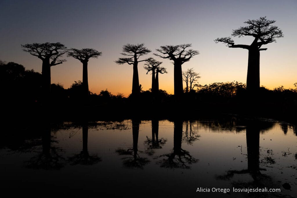 17 sitios fabulosos que ver en Madagascar, de la costa este a la oeste 62 atardecer en la avenida de los baobabs que ver en madagascar