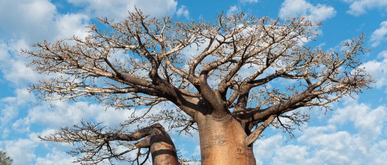Curiosidades de Madagascar: 30 datos asombrosos que no conocías 3 baobab curiosidades de madagascar