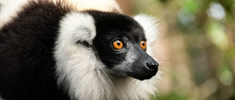 lémur en el viaje a Madagascar