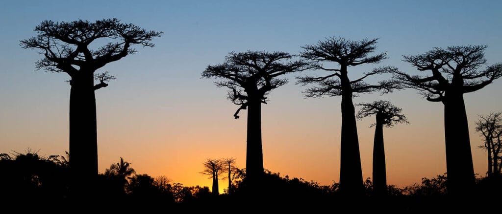 Avenida de los Baobabs: Guía para ver el atardecer más mágico de Madagascar 1 avenida de los baobabs al atardecer