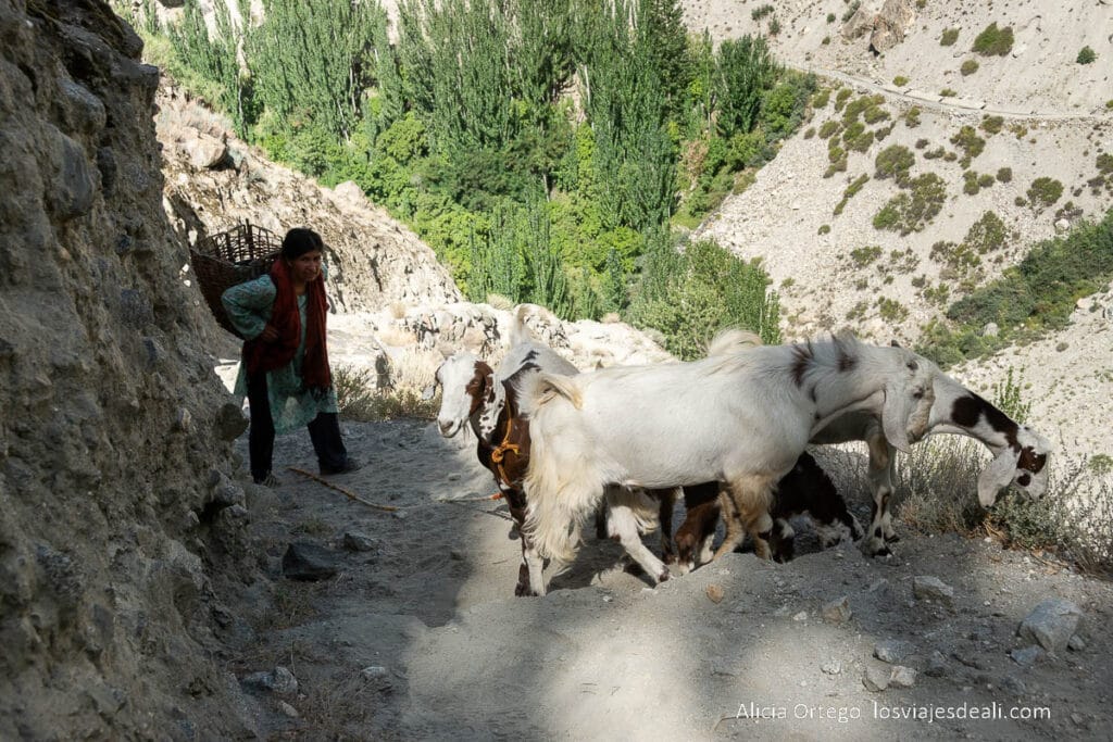 Qué ver en Karimabad en dos días: guía completa de este imprescindible del Norte de Pakistán 73 campesina con sus cabras subiendo por un sendero