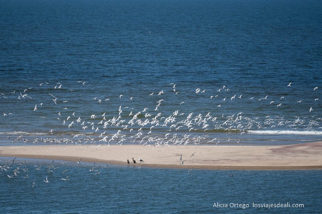 bandada de gaviotas volando sobre banco de arena
