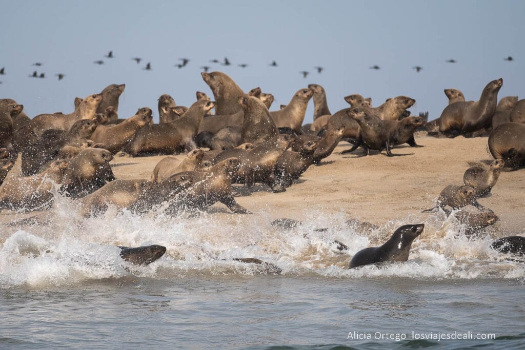 lobos marinos tirándose al agua en ilha dos tigres