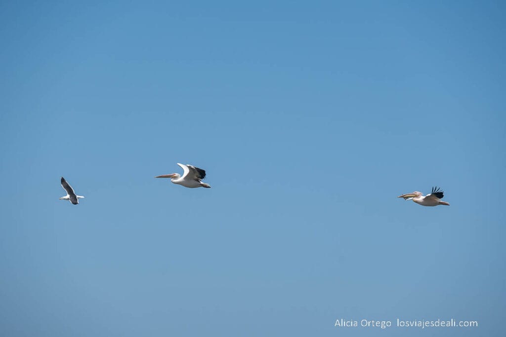pelícanos volando