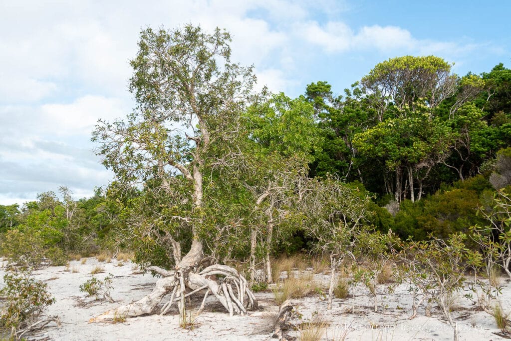 playa con árboles en la reserva palmarium