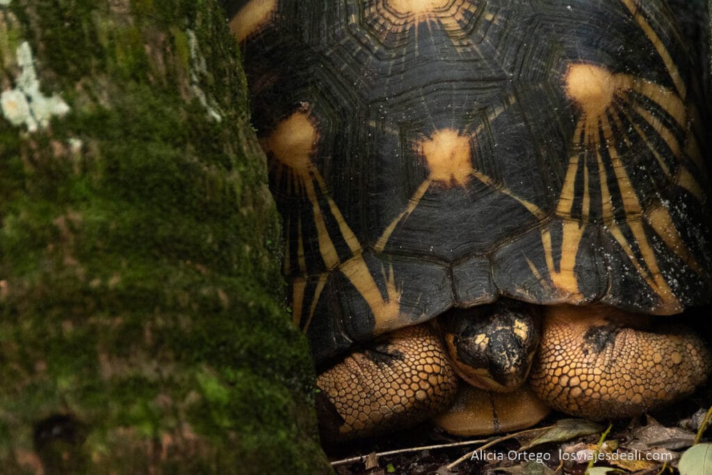tortuga irradiada en la reserva palmarium
